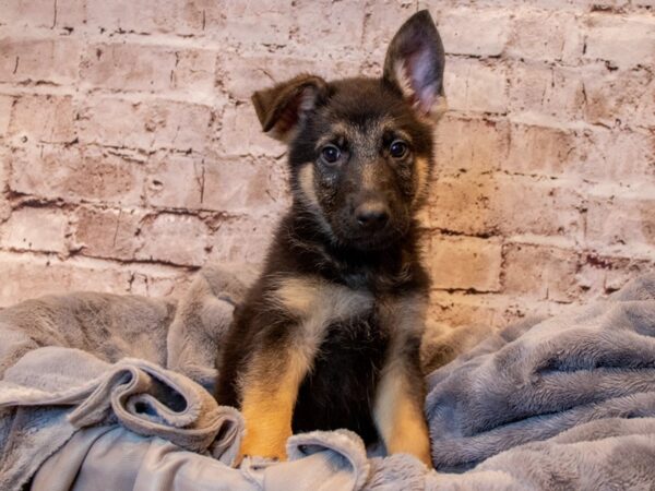 German Shepherd- Available 3/30-DOG-Male-Black and Tan-1085-PetCenter Old Bridge, New Jersey