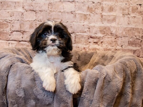 CavaTzu- Available 3/30-DOG-Male-Black / White-1075-PetCenter Old Bridge, New Jersey