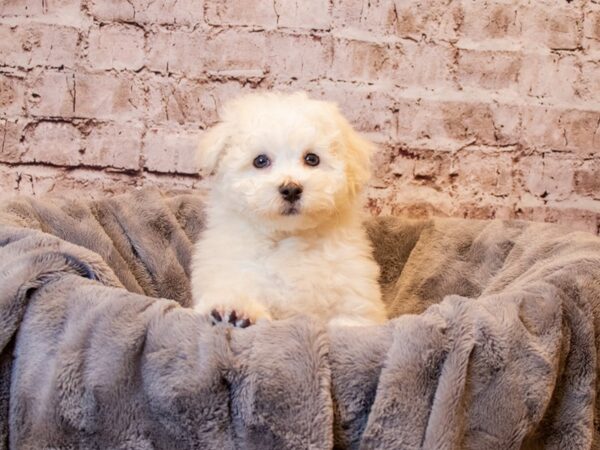 Bichon Frise- Available 3/30-DOG-Male-White-1071-PetCenter Old Bridge, New Jersey