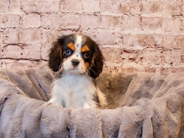 Cavalier King Charles Spaniel- Available 3/30-DOG-Male-Tri Color-1088-PetCenter Old Bridge, New Jersey