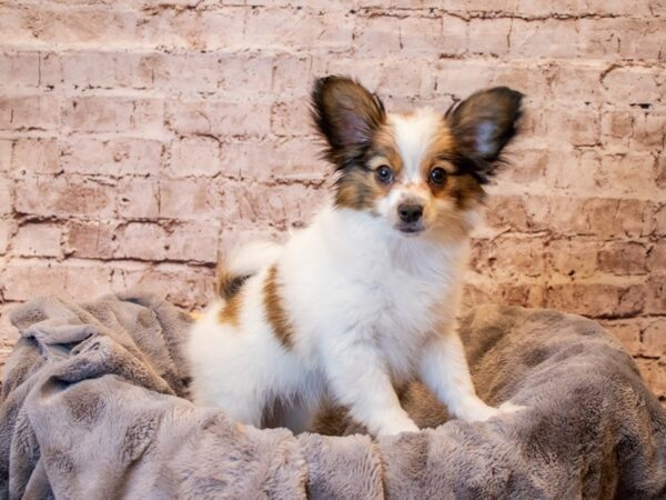 Papillon- Available 3/30-DOG-Male-White and Red-1079-PetCenter Old Bridge, New Jersey