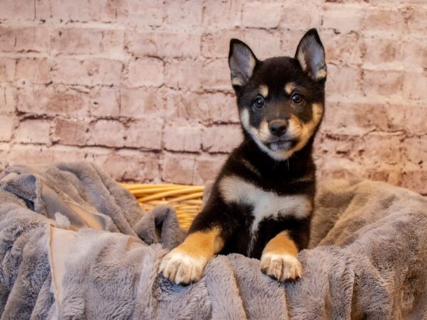 Shiba Inu- Available 3/30-DOG-Male-Black and Tan-1087-PetCenter Old Bridge, New Jersey