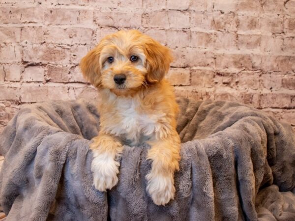 Mini Goldendoodle- Available 3/30-DOG-Female-Light Red-1076-PetCenter Old Bridge, New Jersey