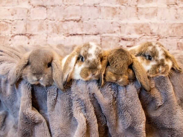 Mini Lop-RABBIT---1092-PetCenter Old Bridge, New Jersey