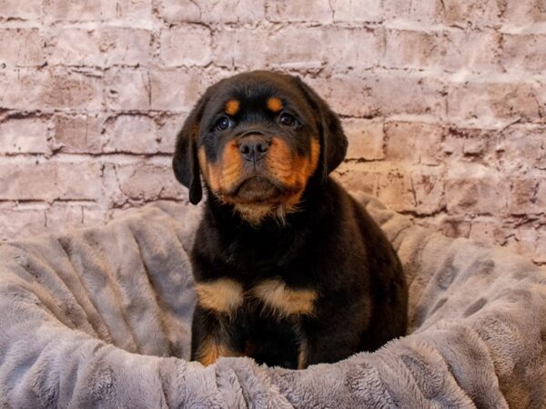 Rottweiler- Available 4/6-DOG-Male-Black / Tan-1100-PetCenter Old Bridge, New Jersey