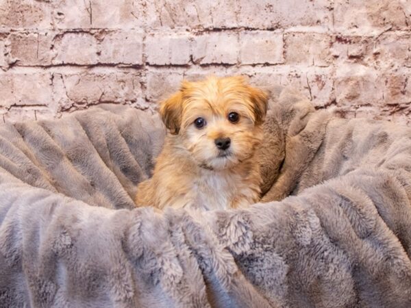 SilkyChon- Available 4/6-DOG-Female-Sable-1096-PetCenter Old Bridge, New Jersey