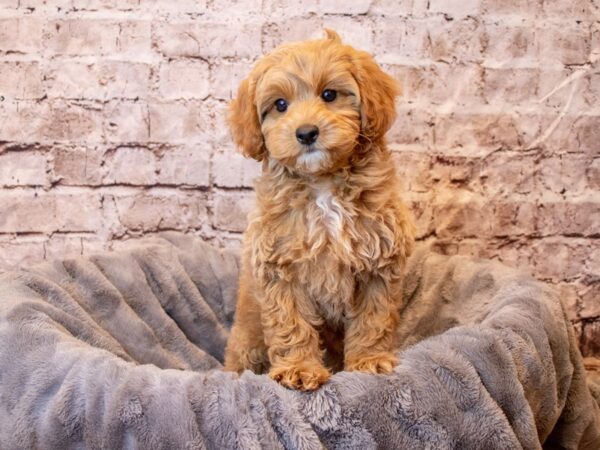 Cavapoo- Available 4/6-DOG-Male-Apricot-1107-PetCenter Old Bridge, New Jersey