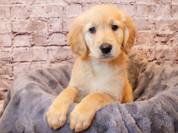 Golden Retriever- Available 4/6-DOG-Female-Golden-1103-PetCenter Old Bridge, New Jersey