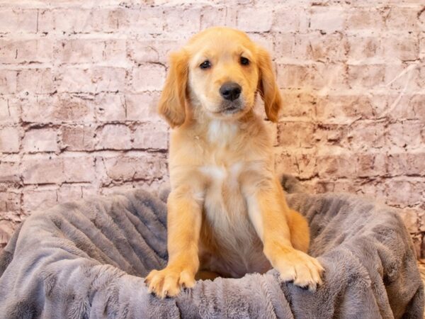 Golden Retriever- Available 4/6-DOG-Male-Golden-1104-PetCenter Old Bridge, New Jersey