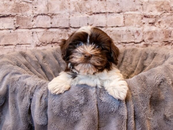 Havanese- Available 4/6-DOG-Male-Chocolate / White-1101-PetCenter Old Bridge, New Jersey