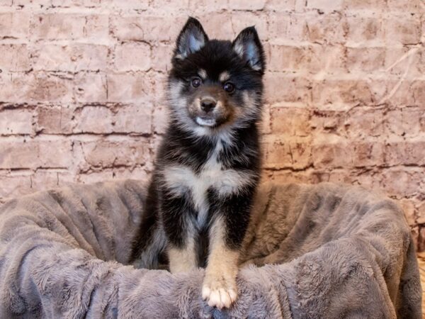 Pomsky- Available 4/6-DOG-Female-Black-1097-PetCenter Old Bridge, New Jersey