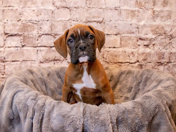 Boxer- Available 4/6-DOG-Male-Fawn-1118-PetCenter Old Bridge, New Jersey