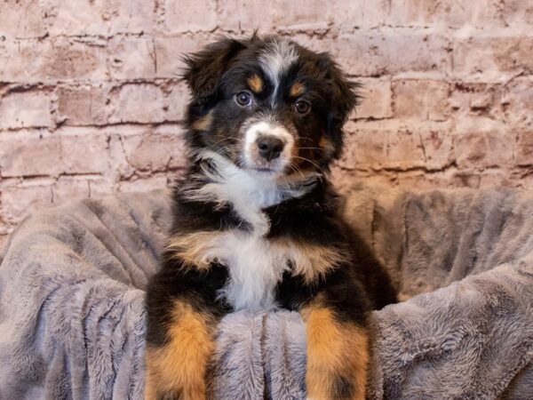Australian Shepherd- Available 4/6-DOG-Male-Black and White-1112-PetCenter Old Bridge, New Jersey
