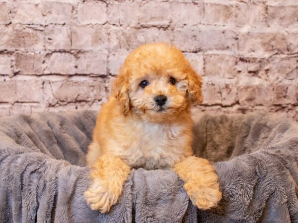 Poodle- Available 4/6-DOG-Female-Red-1105-PetCenter Old Bridge, New Jersey
