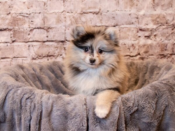 Pomeranian- Available 4/6-DOG-Female-Blue Merle-1099-PetCenter Old Bridge, New Jersey