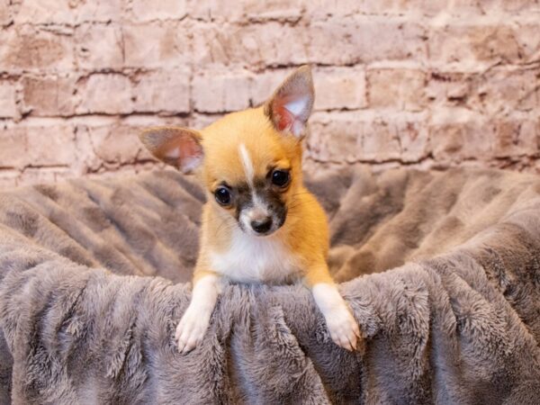 Chihuahua- Available 4/6-DOG-Female-Red Sable-1102-PetCenter Old Bridge, New Jersey