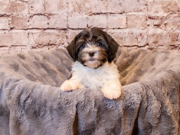 Havanese- Available 4/6-DOG-Female-Black / White-1098-PetCenter Old Bridge, New Jersey