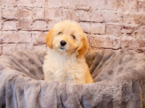 Mini Goldendoodle- Available 4/6-DOG-Female-Golden-1116-PetCenter Old Bridge, New Jersey