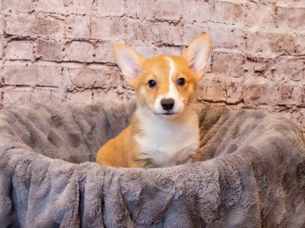 Pembroke Welsh Corgi- Available 4/6-DOG-Female-Red-1109-PetCenter Old Bridge, New Jersey