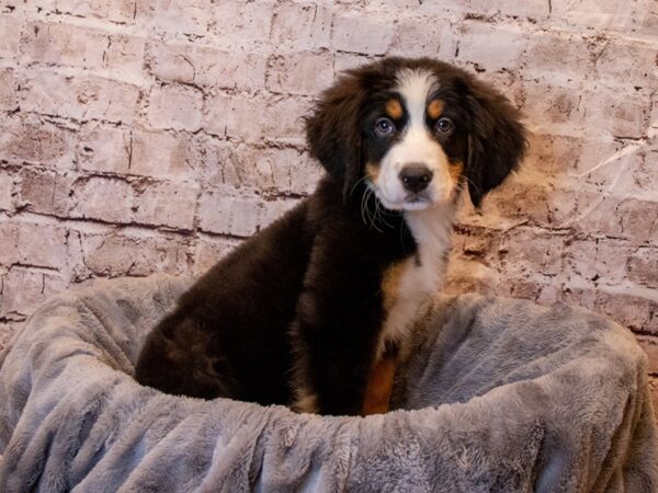 Bernese Mountain Dog- Available 4/6-DOG-Female-Black Tan and White-1108-PetCenter Old Bridge, New Jersey