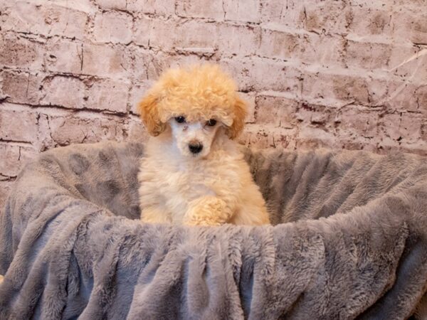Poodle- Available 4/6-DOG-Female-Apricot-1113-PetCenter Old Bridge, New Jersey