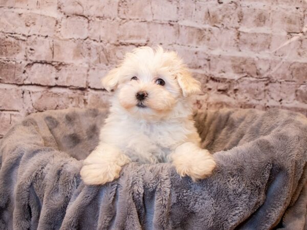 Maltese- Available 4/6-DOG-Male-White-1117-PetCenter Old Bridge, New Jersey