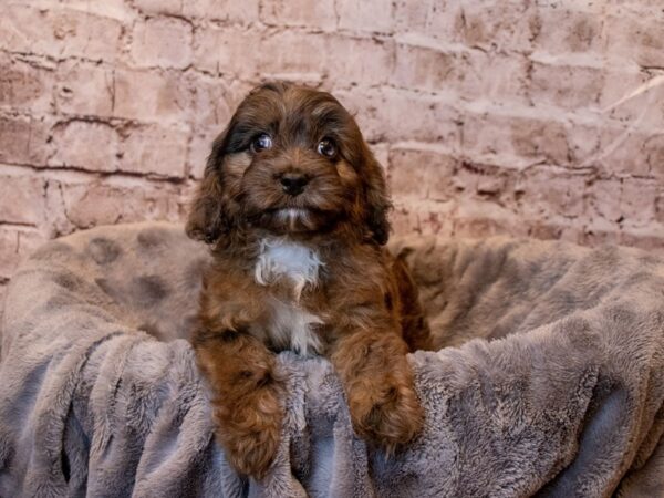 Cavapoo- Available 4/6-DOG-Male-Blue Merle-1110-PetCenter Old Bridge, New Jersey