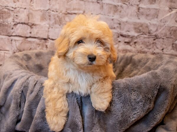 Malti- Poo- Available 4/6-DOG-Male-Cream-1114-PetCenter Old Bridge, New Jersey