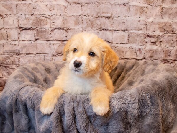 Mini Goldendoodle- Available 4/6-DOG-Male-Golden-1115-PetCenter Old Bridge, New Jersey
