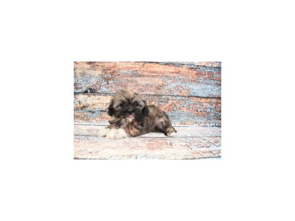 Lhasa Apso- Available 4/13-DOG-Female-Golden-1131-PetCenter Old Bridge, New Jersey