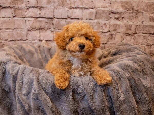 Bichonpoo- Available 4/16-DOG-Male-Apricot-1125-PetCenter Old Bridge, New Jersey