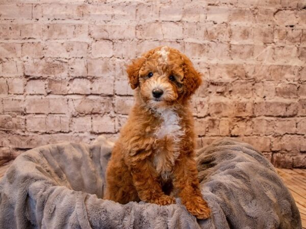 Poodle- Available 4/13-DOG-Female-Red-1130-PetCenter Old Bridge, New Jersey