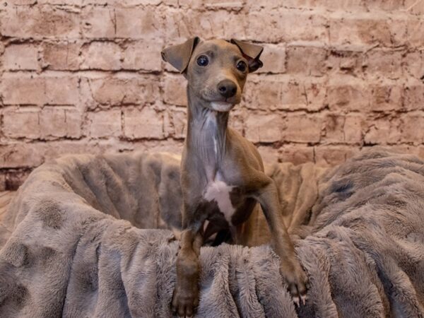 Italian Greyhound- Available 4/13-DOG-Male-Blue-1122-PetCenter Old Bridge, New Jersey