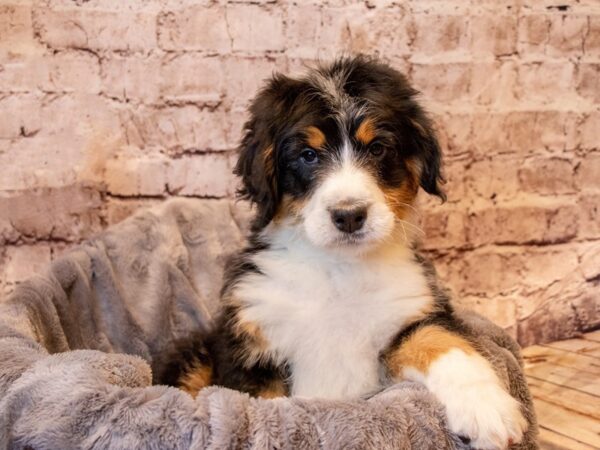 Bernedoodle- Available 4/13-DOG-Male-Black-1127-PetCenter Old Bridge, New Jersey
