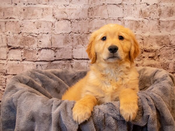 Golden Retriever- Available 4/13-DOG-Male-Golden-1142-PetCenter Old Bridge, New Jersey