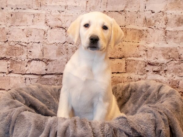 Labrador Retriever- Available 4/13-DOG-Female-Yellow-1143-PetCenter Old Bridge, New Jersey