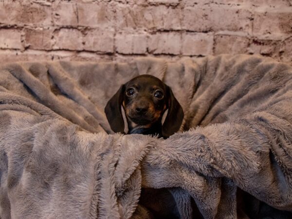 Dachshund- Available 4/13-DOG-Male-Black and Tan-1137-PetCenter Old Bridge, New Jersey