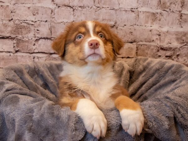 Australian Shepherd- Available 4/13-DOG-Male-Red-1139-PetCenter Old Bridge, New Jersey
