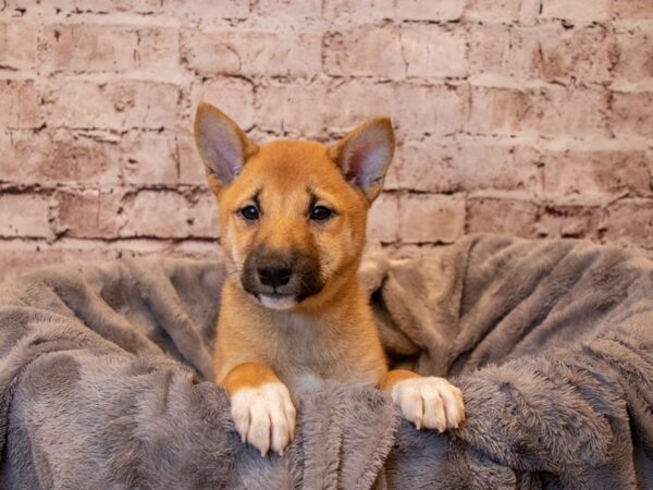 Shiba Inu- Available 4/13-DOG-Male-Red-1132-PetCenter Old Bridge, New Jersey