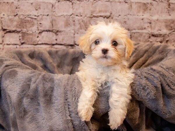 HavaTzu- Available 4/13-DOG-Male-Cream-1135-PetCenter Old Bridge, New Jersey