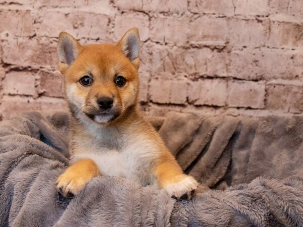 Shiba Inu- Available 4/13-DOG-Male-Red Sesame-1141-PetCenter Old Bridge, New Jersey