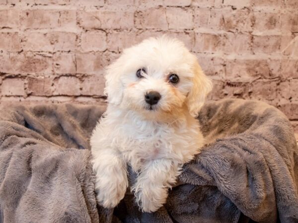 Bichon Frise- Available 4/13-DOG-Female-White and Buff-1133-PetCenter Old Bridge, New Jersey
