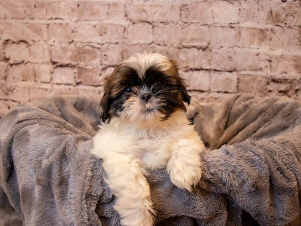 Shih Tzu- Available 4/13-DOG-Female-Gold and White-1138-PetCenter Old Bridge, New Jersey