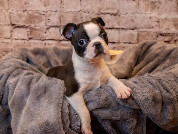 Boston Terrier- Available 4/13-DOG-Female-Black and White-1136-PetCenter Old Bridge, New Jersey