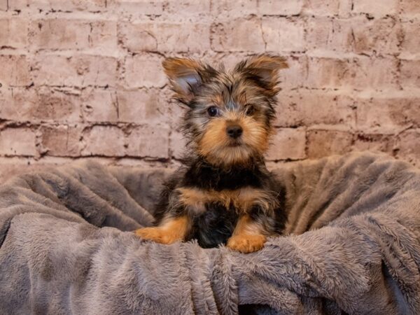 Silky Terrier- Available 4/13-DOG-Male-Silver Black and Tan-1140-PetCenter Old Bridge, New Jersey