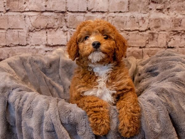 Mini Goldendoodle- Available 4/13-DOG-Male-Red / White-1121-PetCenter Old Bridge, New Jersey