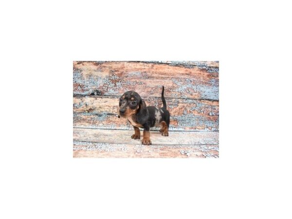 Dachshund- Available 4/20-DOG-Male-Black and Silver Dapple-1152-PetCenter Old Bridge, New Jersey