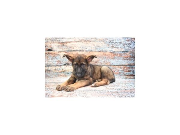 German Shepherd- Available 4/20-DOG-Male-Sable-1153-PetCenter Old Bridge, New Jersey