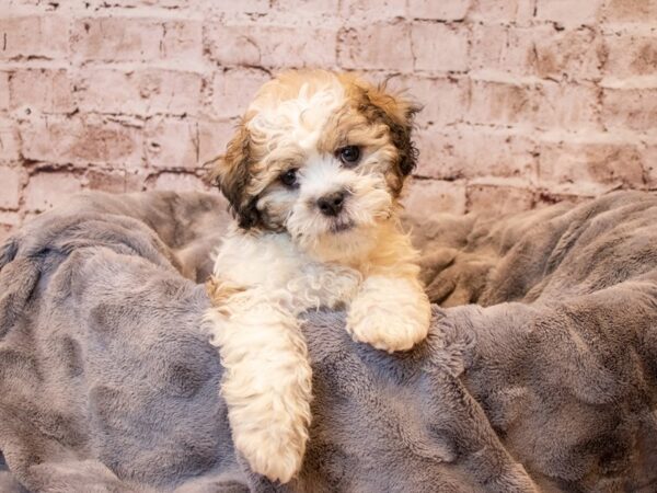 Teddy Bear- Available 4/20-DOG-Male-Brown / White-1148-PetCenter Old Bridge, New Jersey