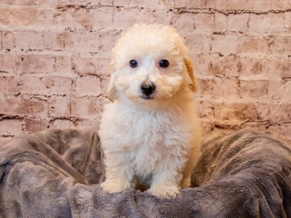 Bichon Poo- Available 4/20-DOG-Male-Cream-1146-PetCenter Old Bridge, New Jersey